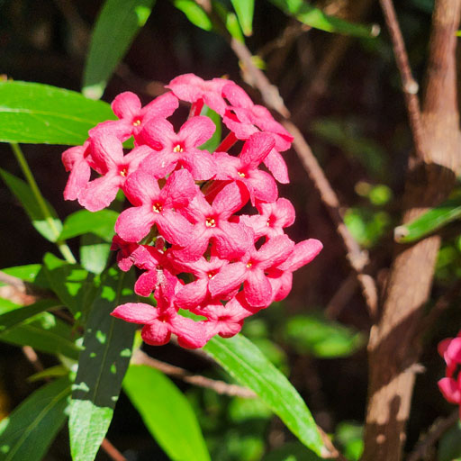 Rondeletia-Leucophylla