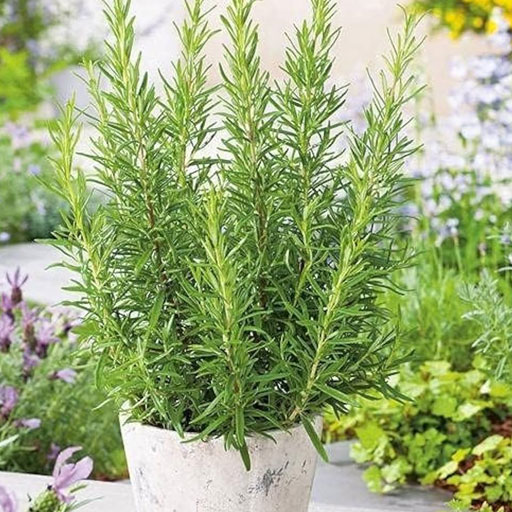 Rosemary