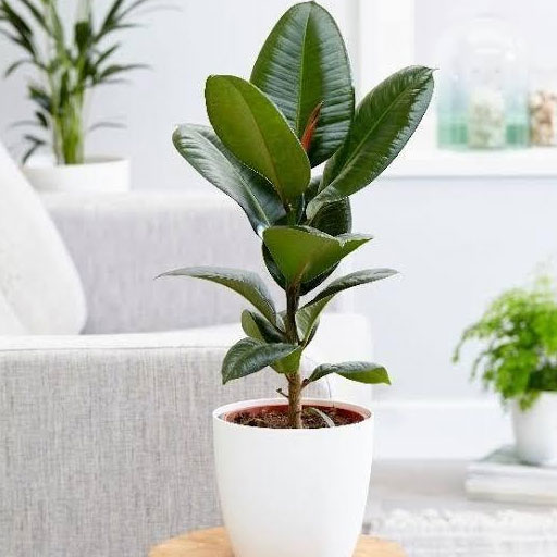 Rubber-plant