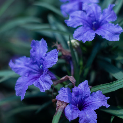 Ruvelia