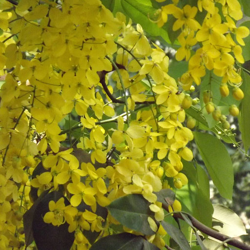 Sarakondrai