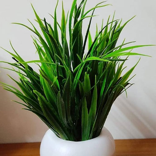 Saya-Grass