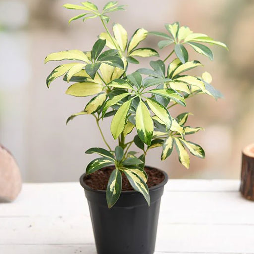Schefflera-Variegated