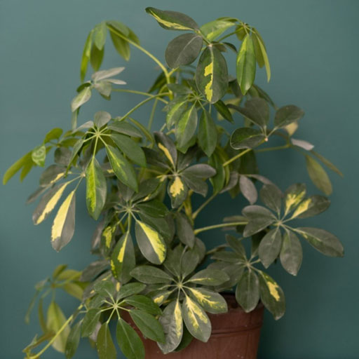 Schefflera