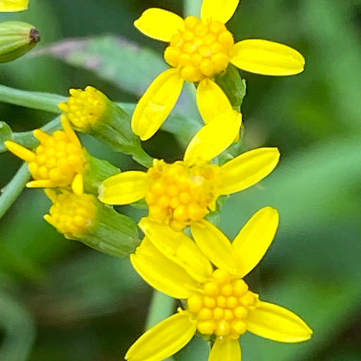 Senecio-Yellow