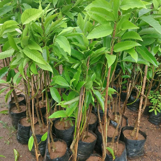 Shenbagam-Grafted