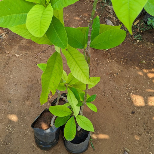 Shenbagam-Seed-Plant