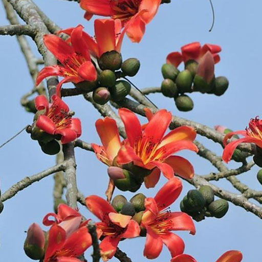Silk-Cotton-Tree