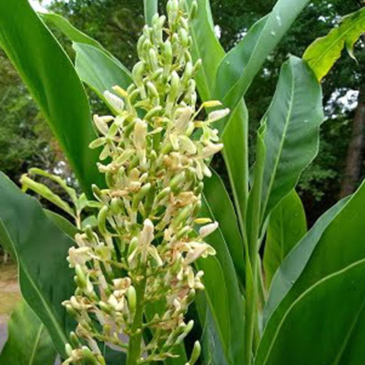 Sitharathai
