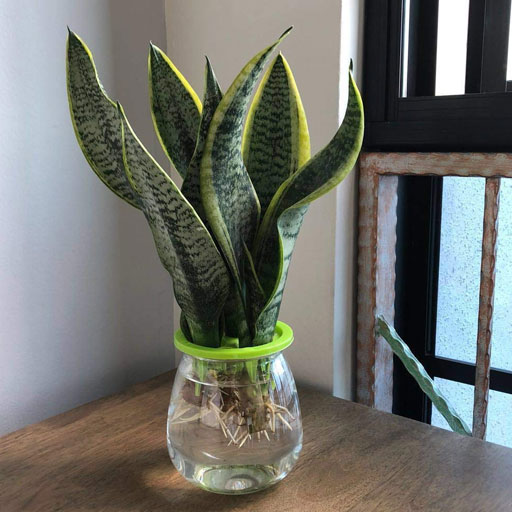 Snake-Plant-Hydroponics
