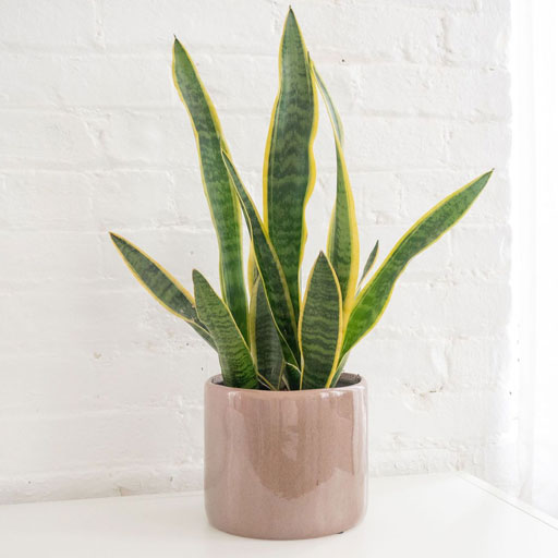 Snake-Plant