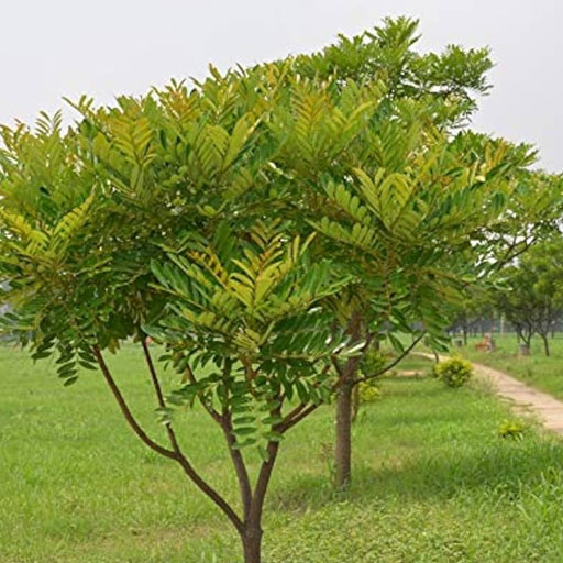 Sorgam-Maram