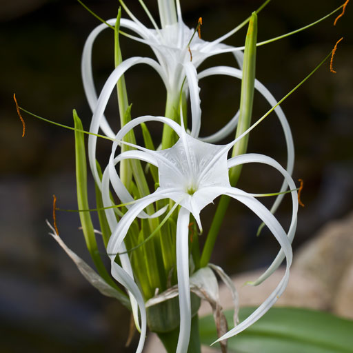 Spider-Lilly-Green