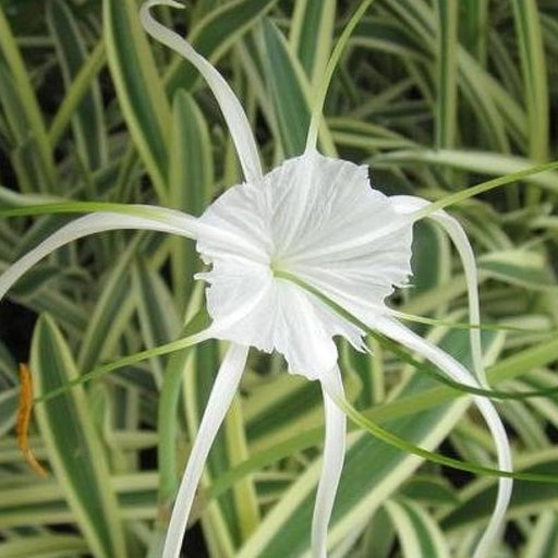Spider-Lilly-Variegated
