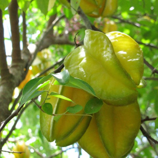 Star-Fruit