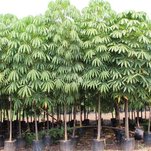 Sterculia-Foetida