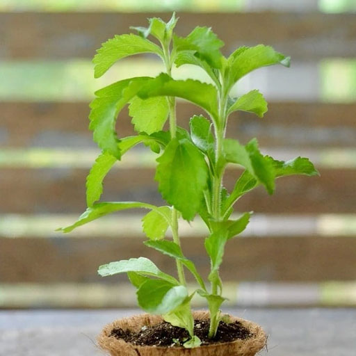 Stevia