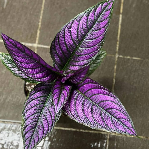 Strobilanthes