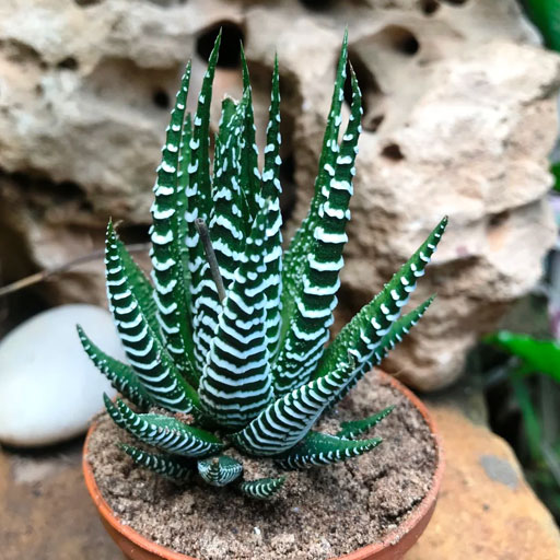 Succulent