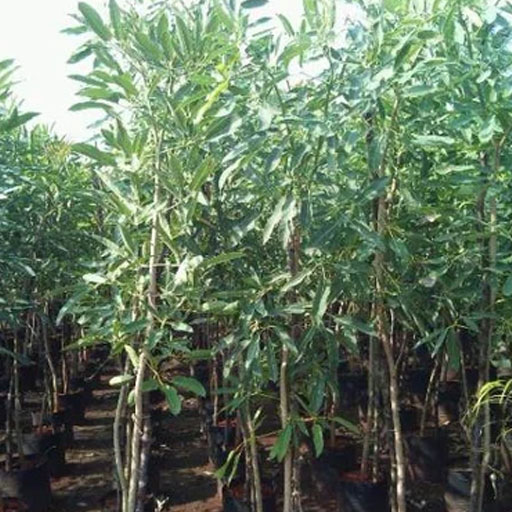 Tabebuia-Argentea