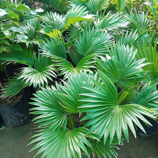 Table-Palm