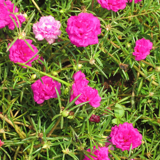 Table-Rose