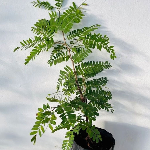 Tamarind