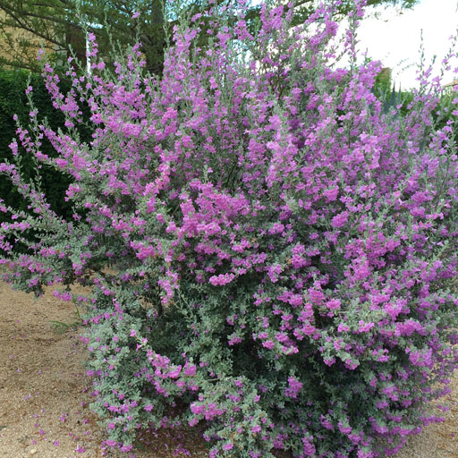 Texas-sage