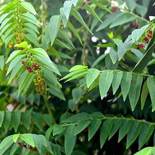 Thavasi-keerai