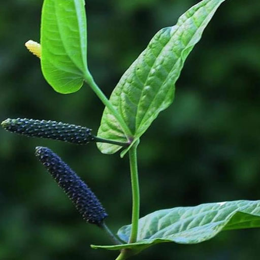 Thippili