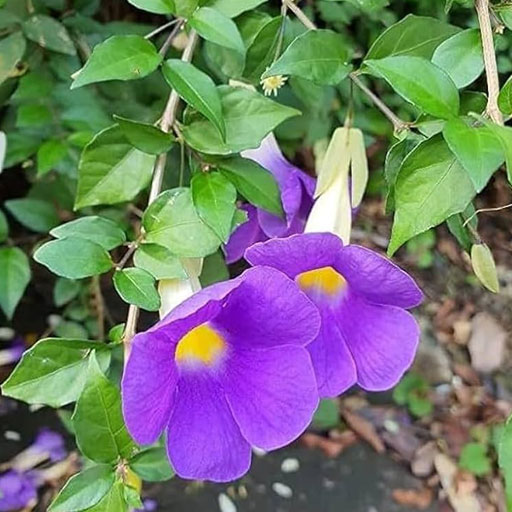 Thunbergia