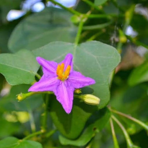 Thuthuvalai