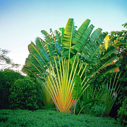 Traveller-palm