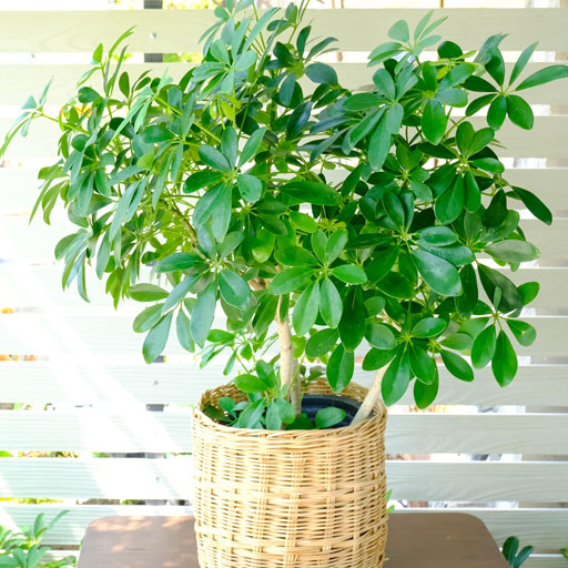 Umbrella-plant