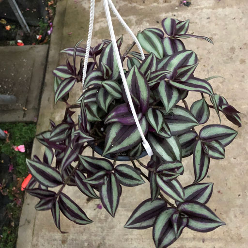 Wandering-jew