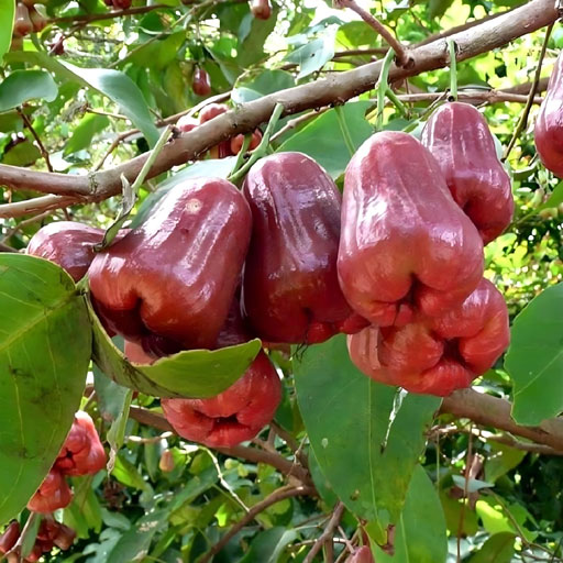 Water-Apple