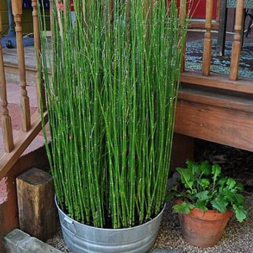 Water-Bamboo