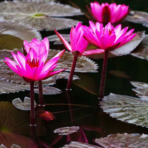 Water-Lilly