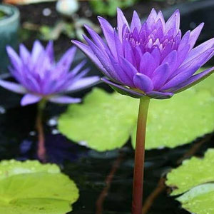 Water-Plants