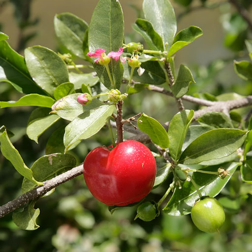 West-Indian-Cherry