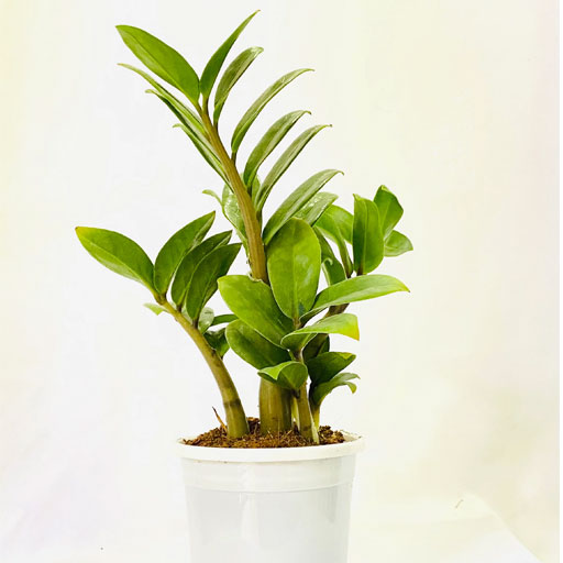 Zamia-Zamifolia-ZZ