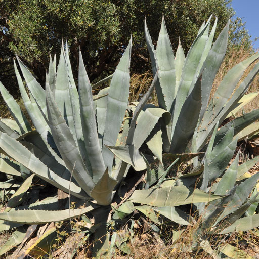 agave