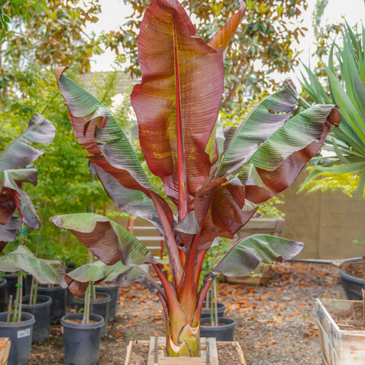 banana-plant