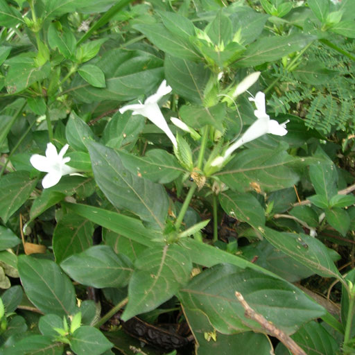 barleria