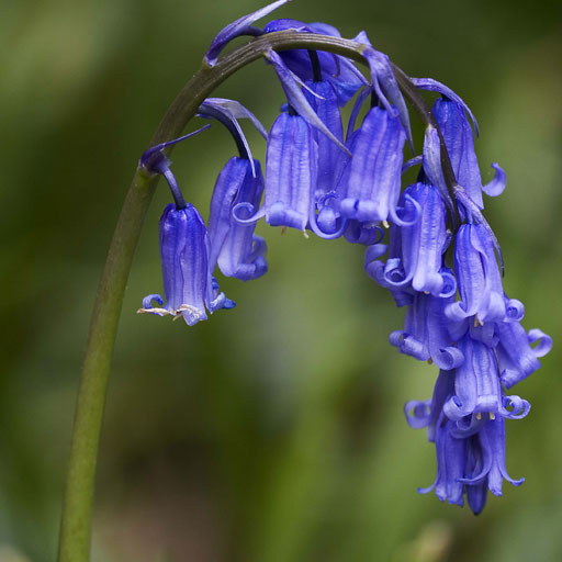 bluebells