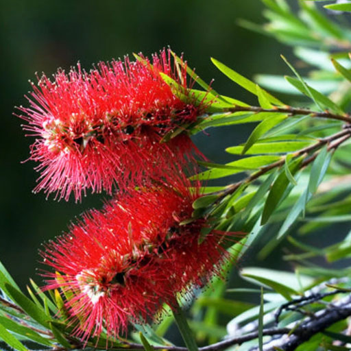 bottle-brush