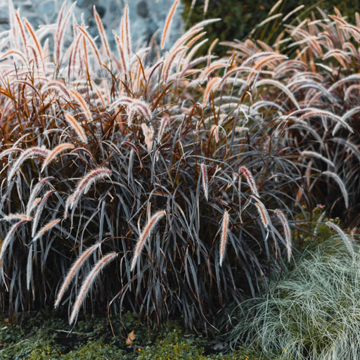fountain-grass