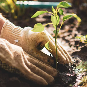 gardening