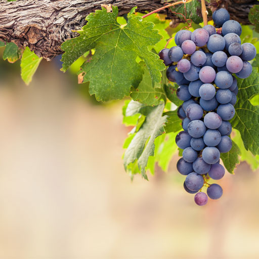 grapes