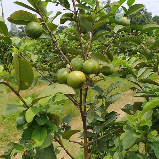 guava
